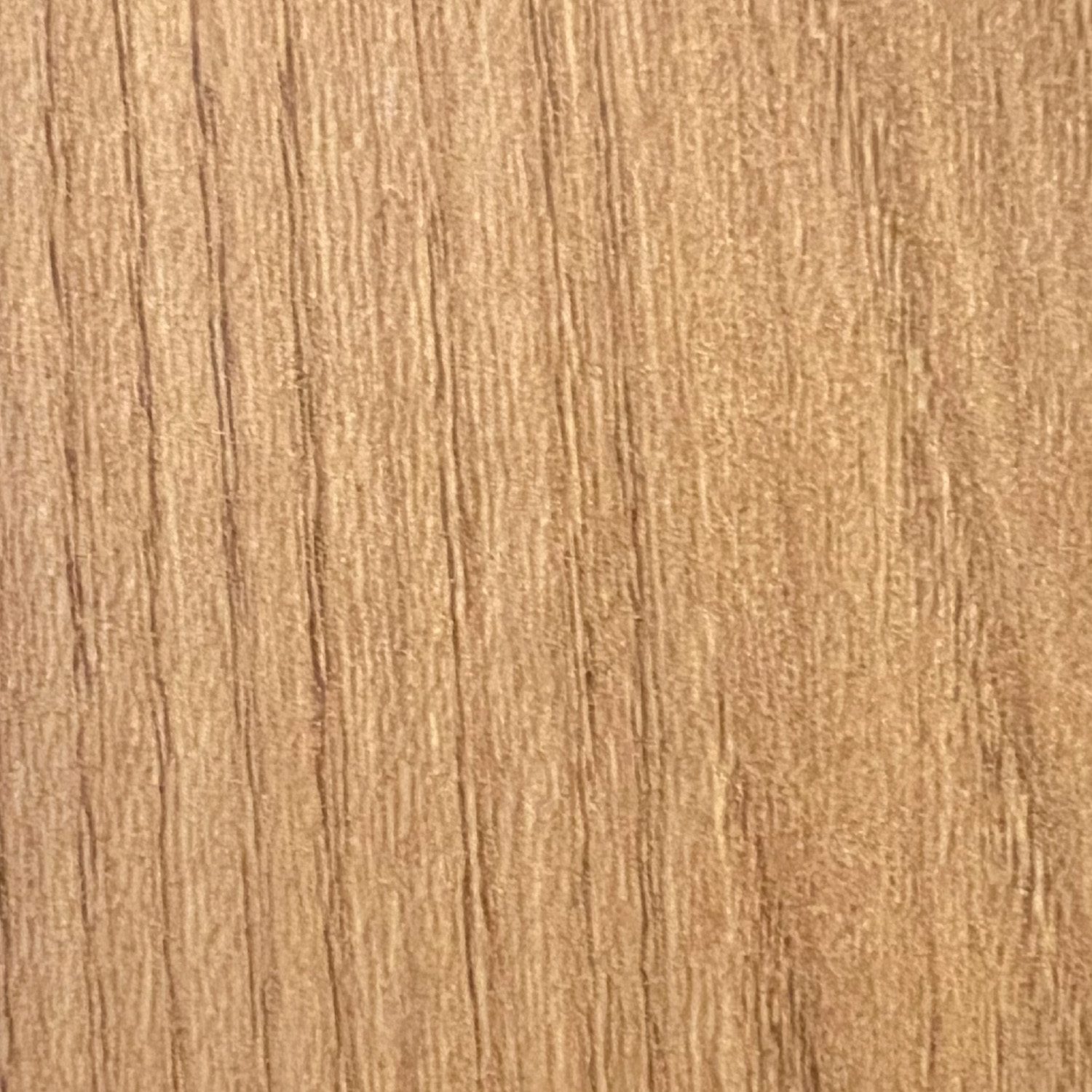 7652 - FP Ulmus Procera